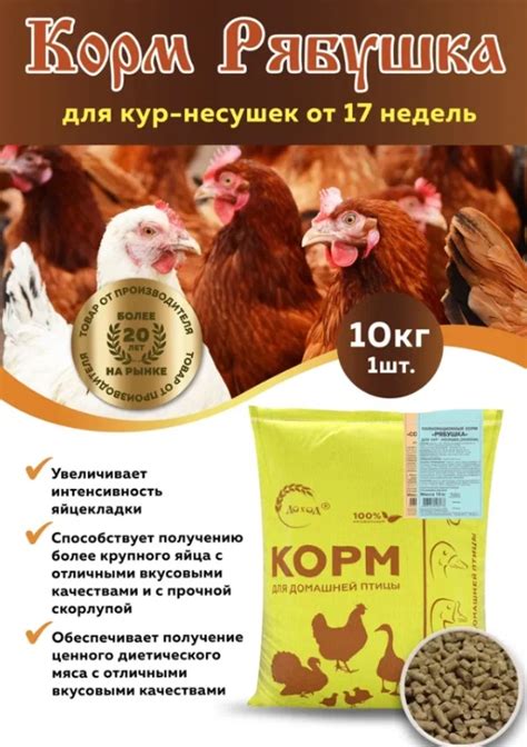 Обзор возможностей привлечения куриц