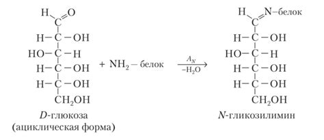 Образование оснований