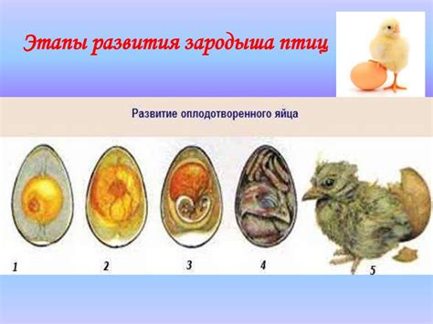 Обратная связь с куриного царства