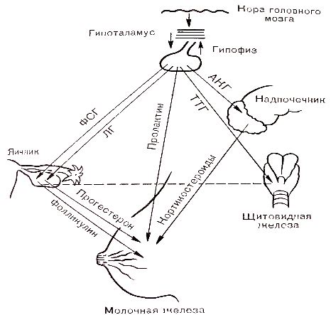 Общая информация о черезоколоушной железе