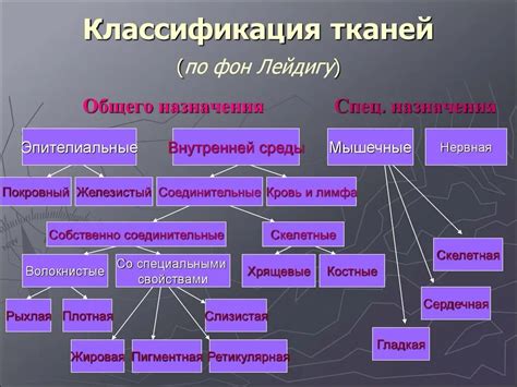 Общая характеристика и классификация