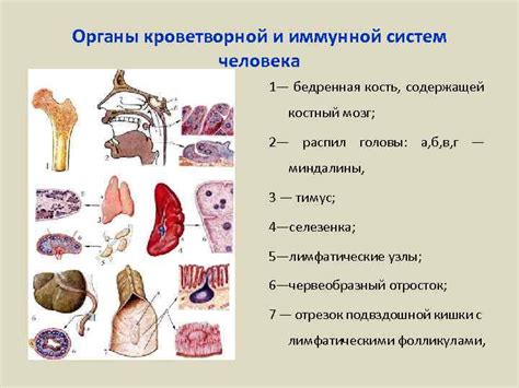 Оказание воздействия на органы кроветворной системы