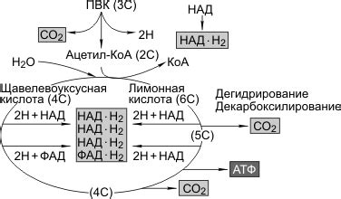 Окисление: первый этап взаимодействия