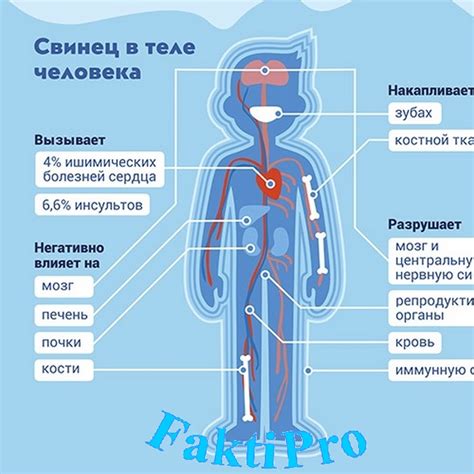 Опасные последствия при попадании свинца в организм человека