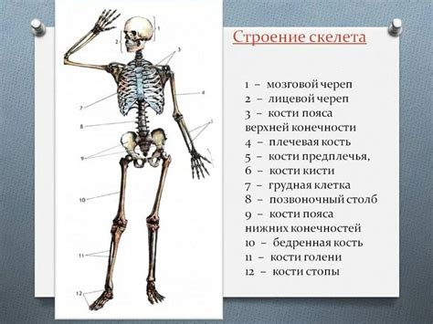 Описание внешности босса скелета