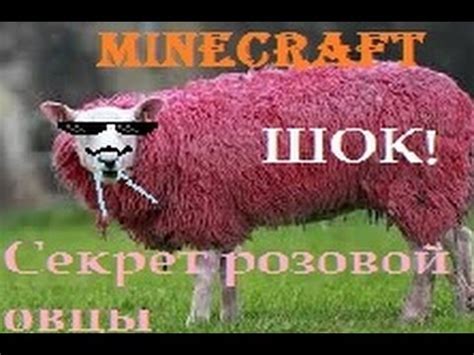 Описание редкости розовой овцы