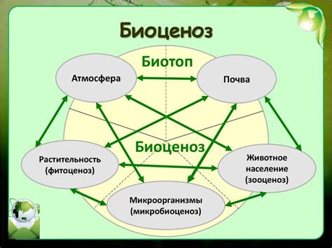 Определение, свойства и структура