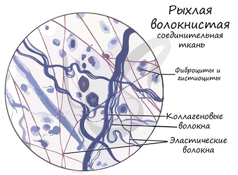 Определение и важность волокнистой структуры