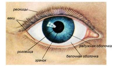 Определение и назначение Глаза Края