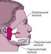 Определение и функции слюнной подчелюстной железы