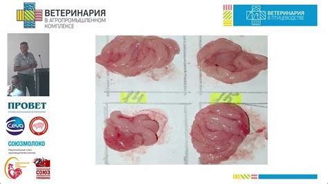 Определение крайнего срока для вакцинации