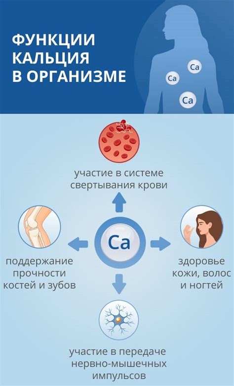 Определение роли кальция в организме человека