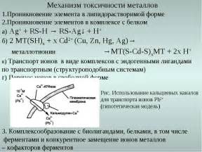 Определение токсичности металлов: что это значит