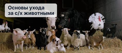 Организация эффективного ухода за животными