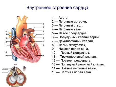 Органсдерживающие значимые элементы в защите сердца