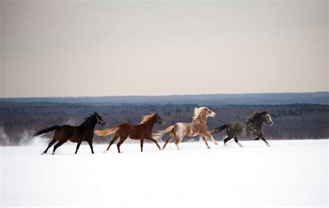 Оседление лошади