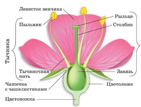 Основная структура цветка