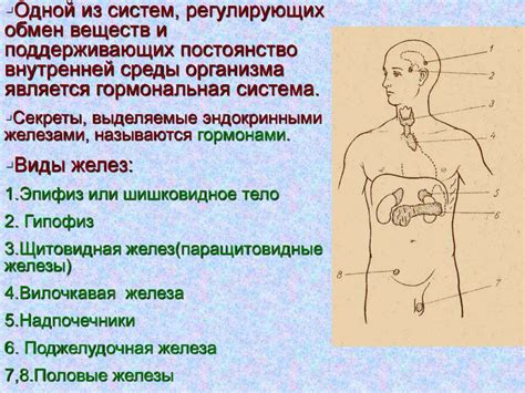 Основные виды желез внутренней секреции