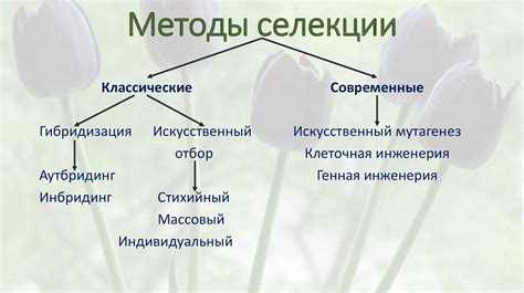 Основные понятия и механизмы селекции