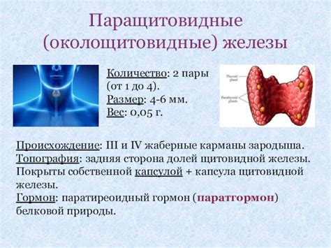 Основные принципы диеты при аденоме паращитовидной железы