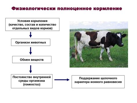 Основные принципы кормления овец