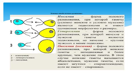 Основные способы размножения