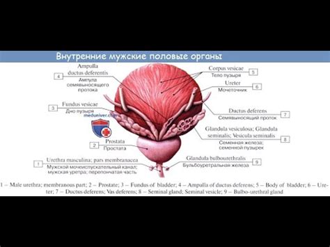 Основные техники самомассажа предстательной железы