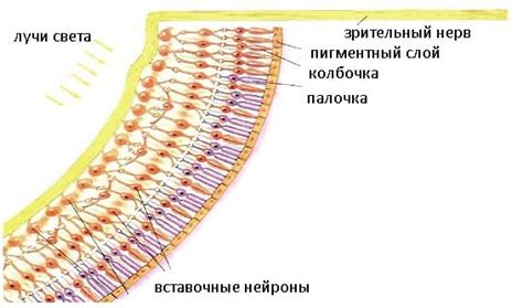 Основные функции палочки