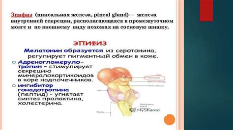 Основные функции устройства для стимуляции шишковидной железы