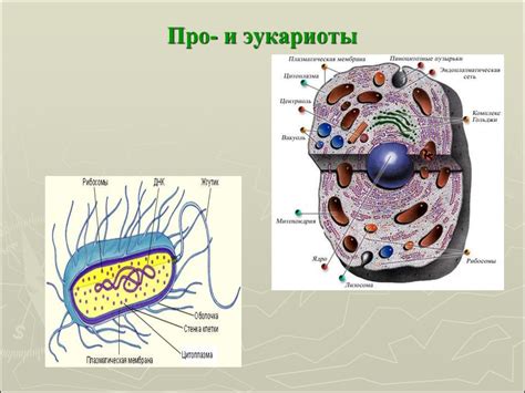 Основные черты строения