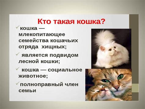 Основные шаги приручения кошки