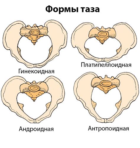 Особенности овальной формы таза