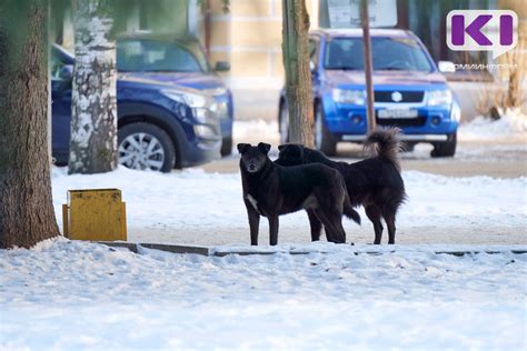 Особенности отлова собак в Георгиевске