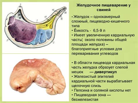 Особенности пищеварения баранов