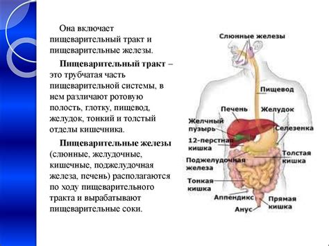 Особенности пищеварения страйдеров