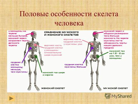 Особенности скелет текстуры