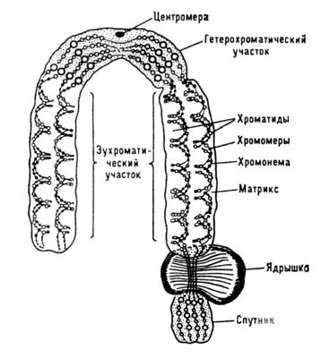 Особенности строения селена