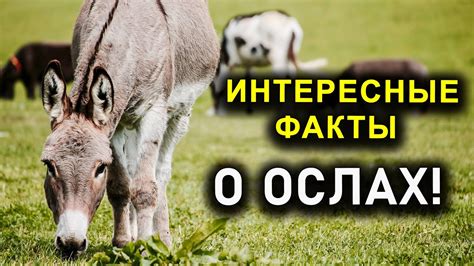 Особенности транспортировки предметов на ослах