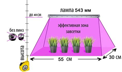 Особенности ухода за прирученной лампой