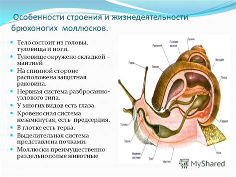 Особенности чернильной железы у головоногих моллюсков