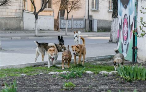 Отлов агрессивных собак