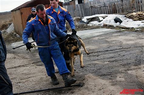 Отлов бродячих собак в Иркутске