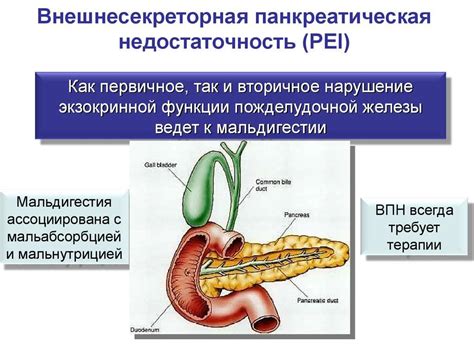 Панкреатическая ошибка: наследование и симптомы