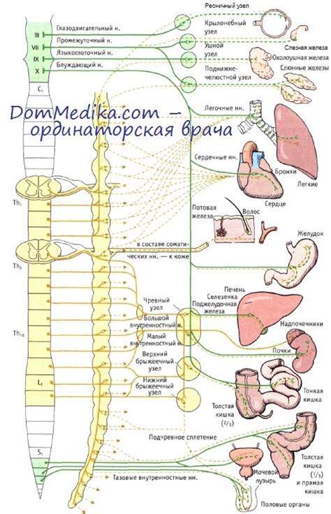 Парасимпатическая иннервация