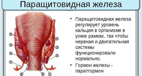 Паращитовидная железа: симптомы заболевания и их проявления