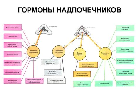 Патологии эндокринной железы бранхиогенной группы