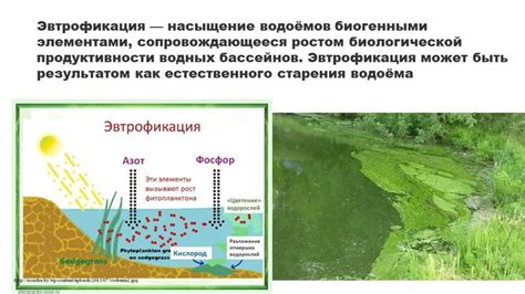 Перегрузка водной экосистемы токсичными веществами