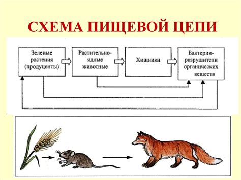 Перенос веществ в пищевой цепи