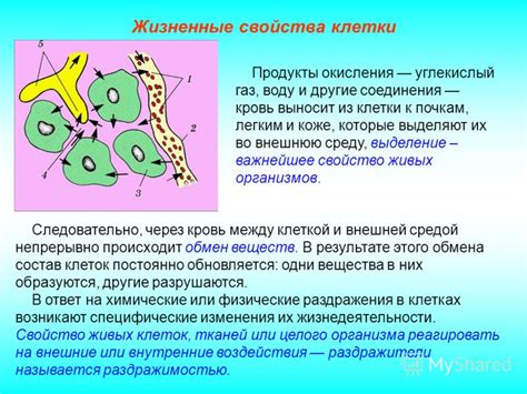 Перенос тканевых жидкостей и клеток