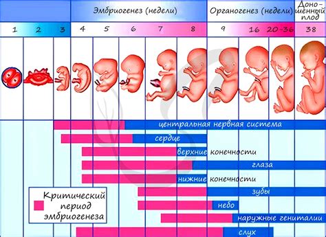 Период развития и расширения